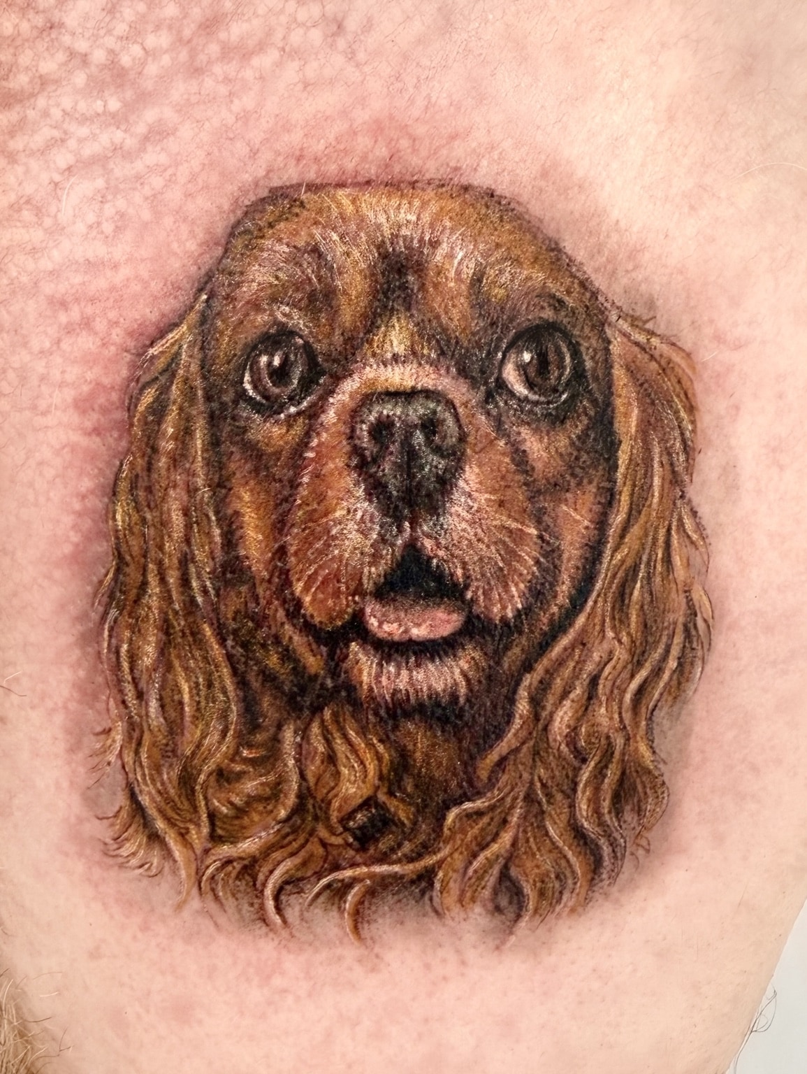 Fresh colour realism chest tattoo of a brown long-haired dog's face