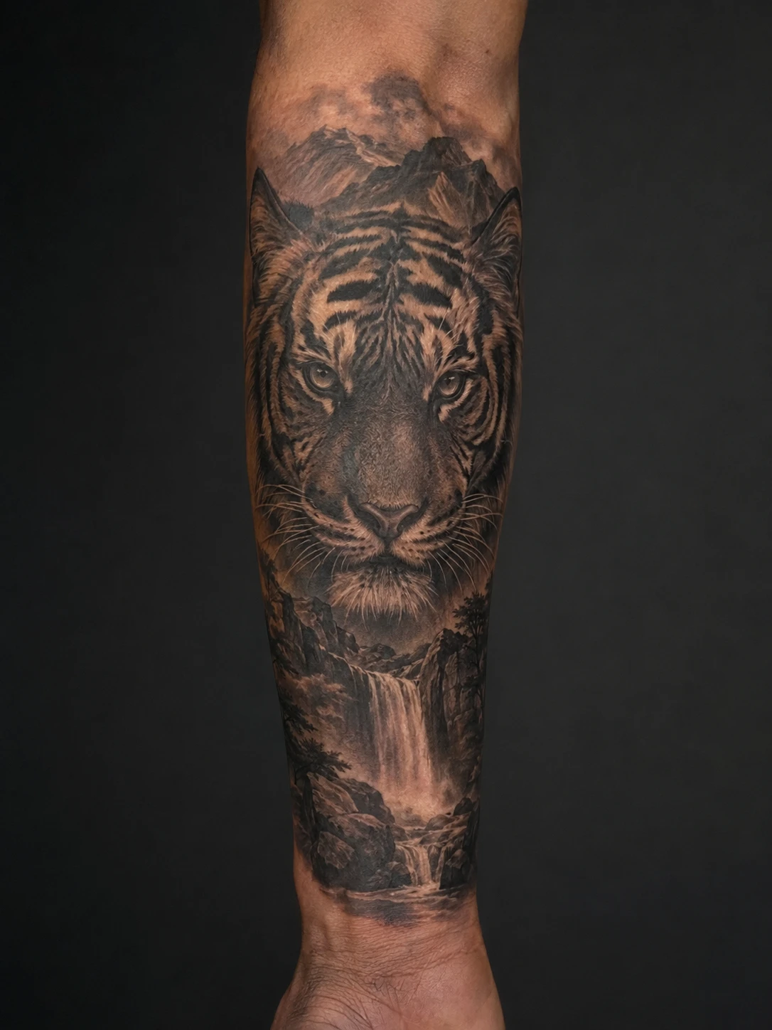 Frontal tiger above a waterfall among rocks, pines and mist